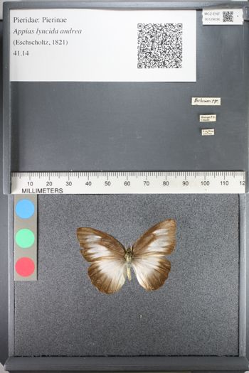 Media type: image;   Entomology 129036
